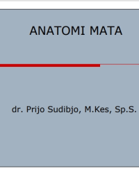 Image of Anatomi mata